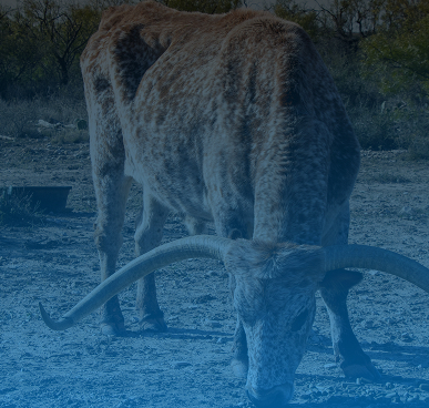farming food texas